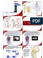 Desarrollo del Sistema Nervioso Central