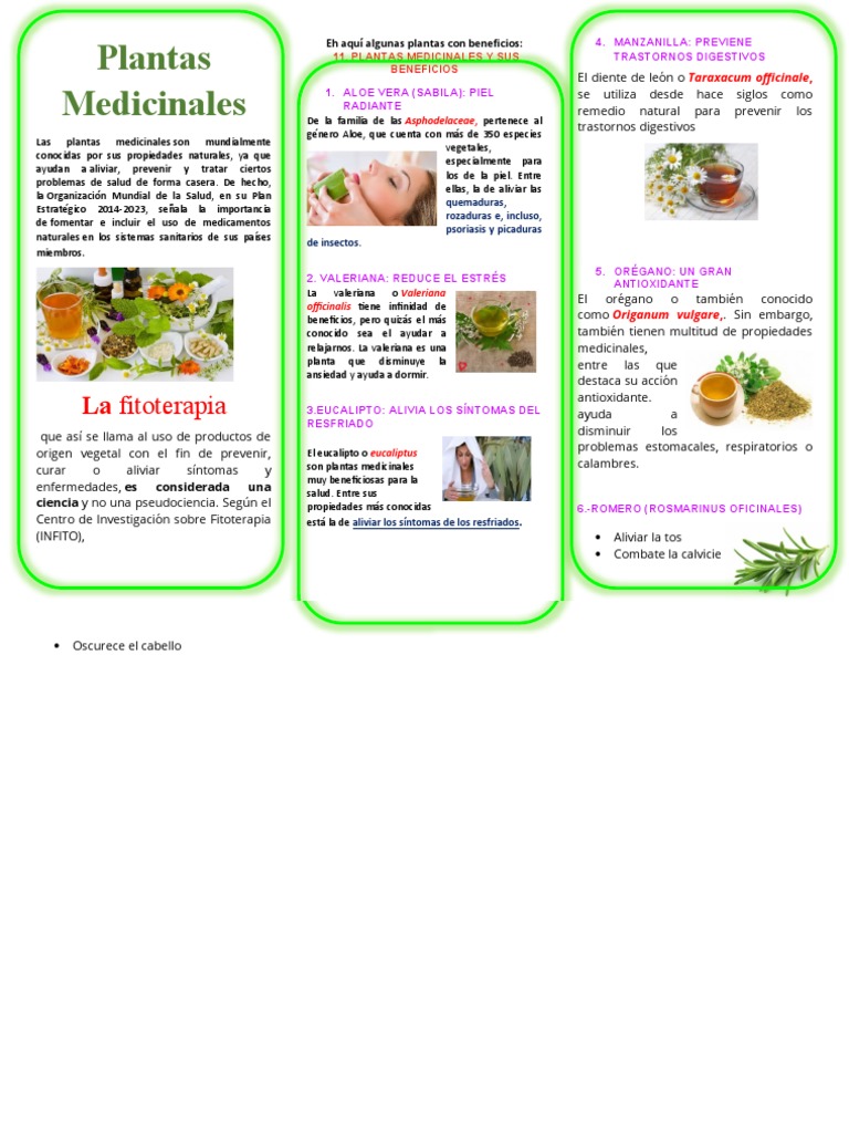 Plantas Medicinales Pdf Orégano Albahaca
