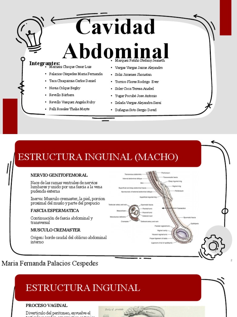 Cavidad Abdominal Final-4 | PDF | Abdomen | Riñón