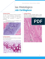 Histologia - Tecidos Cartilaginoso, Ósseo e Muscular