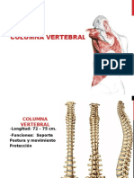 Columna Vertebral - Morfologia Vertebral