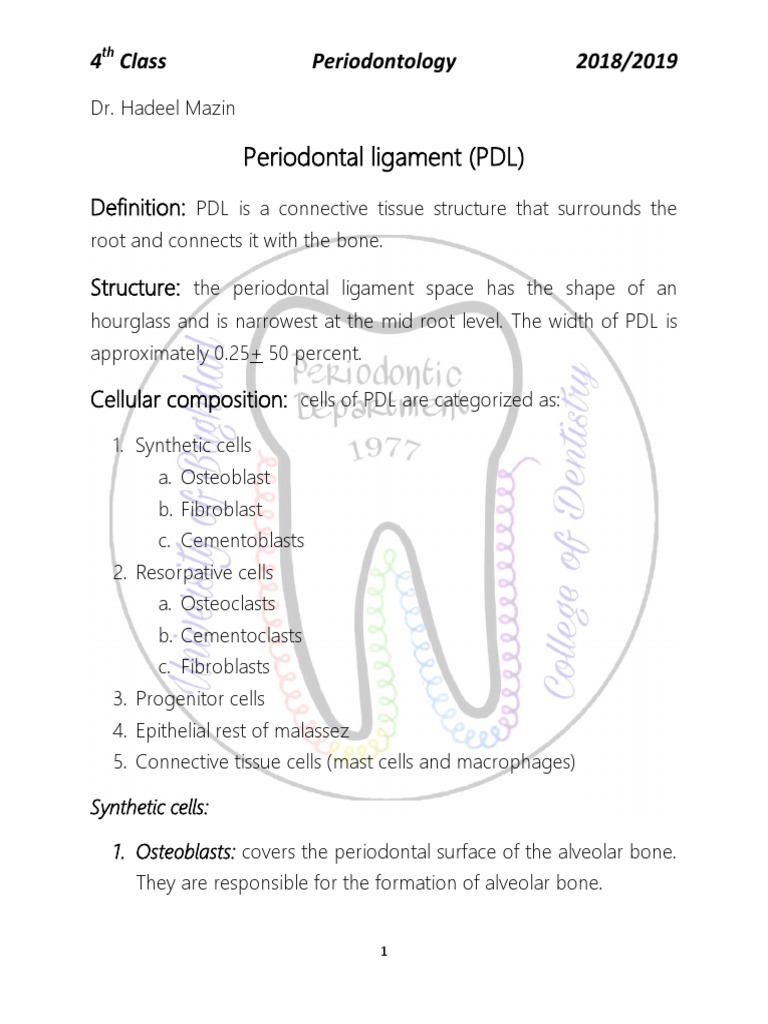 Overview of Periodontal Ligament Structure | PDF