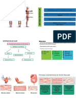 Slides de Anatomia