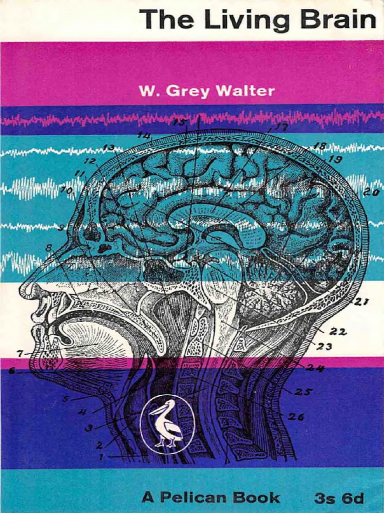 The Living Brain by Walter, William Grey PDF Brain Handedness
