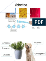 Carbohidratos Proteinas