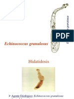 4.) Echinococcus Granulosus