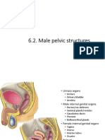 Peritoneum, Bladder and Male Pelvic Structures