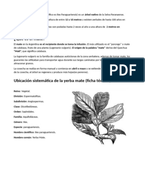 Secretos para producir la planta del mate, la Lagenaria Vulgaris - MUNDO  RURAL WEB