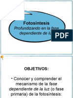 Fotosíntesis: Profundizando en La Fase Dependiente de Luz