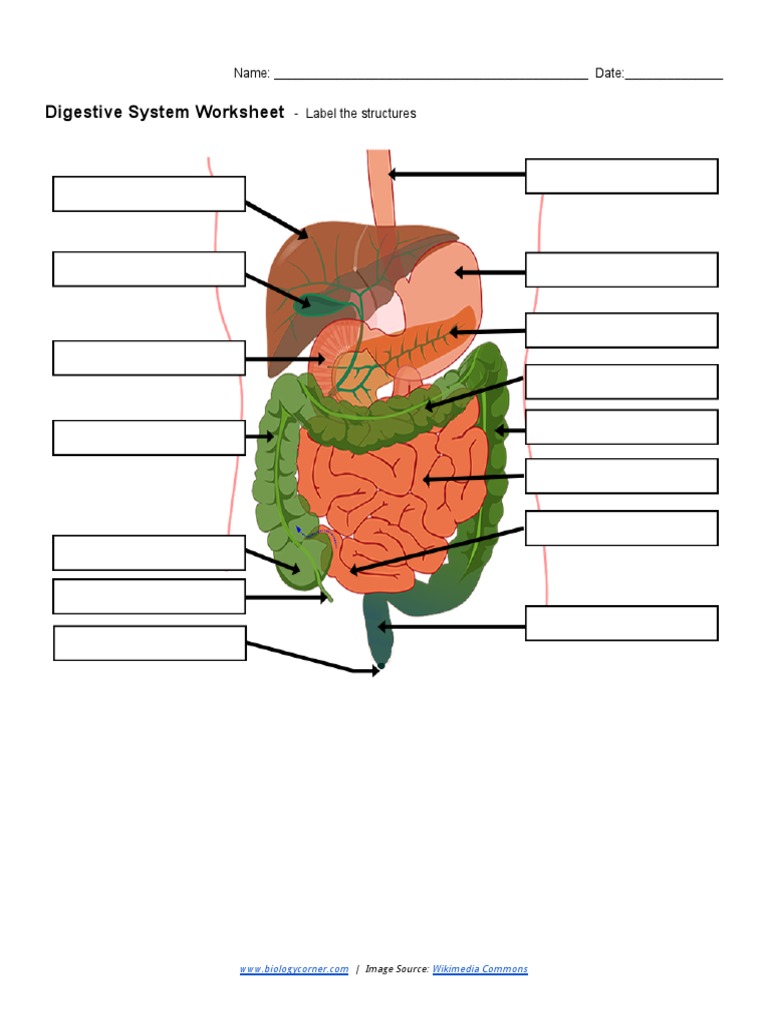 Digestive System Label Biology Diagrams