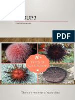 Group 3 Types of Sea-Urchins