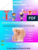 Aparato Reproductor