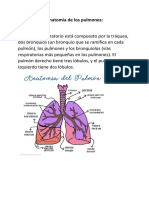 anatomia de los pulmones