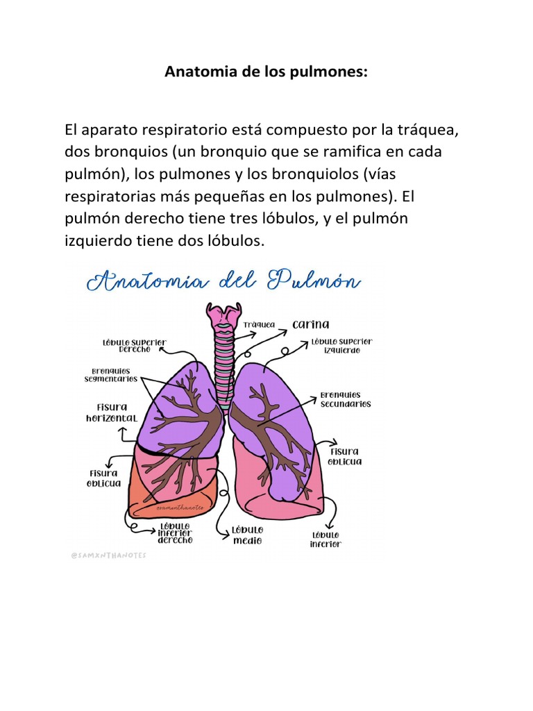 Anatomia de Los Pulmones | PDF, image size:768x1024