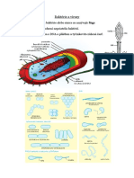 Baktérie A Vírusy