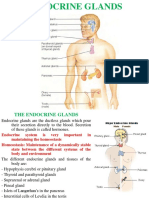 Thyroid Gland