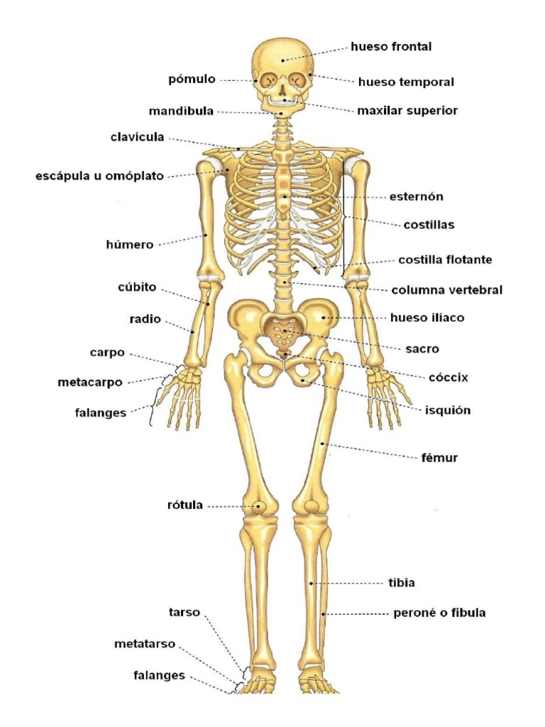 Sistemas Del Cuerpo Humano | PDF