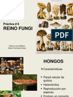 Pràctica 8 Reino Fungi