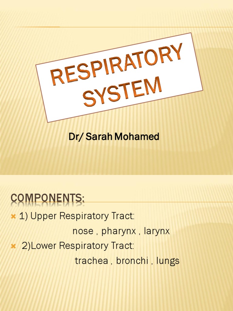 Respiratory System+ | PDF | Human Nose | Respiratory Tract
