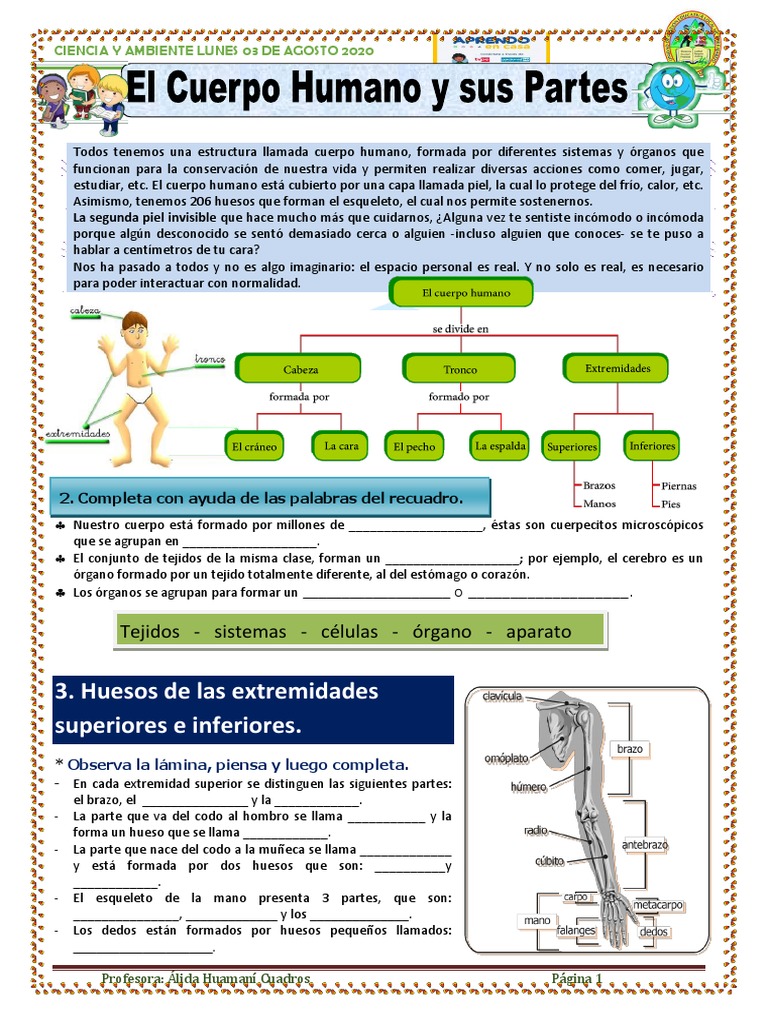 Estructura del Cuerpo Humano y Huesos | PDF | Hueso | Esqueleto
