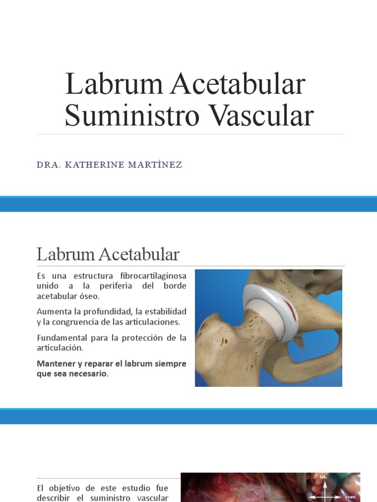 Suministro Vascular del Labrum Acetabular | PDF