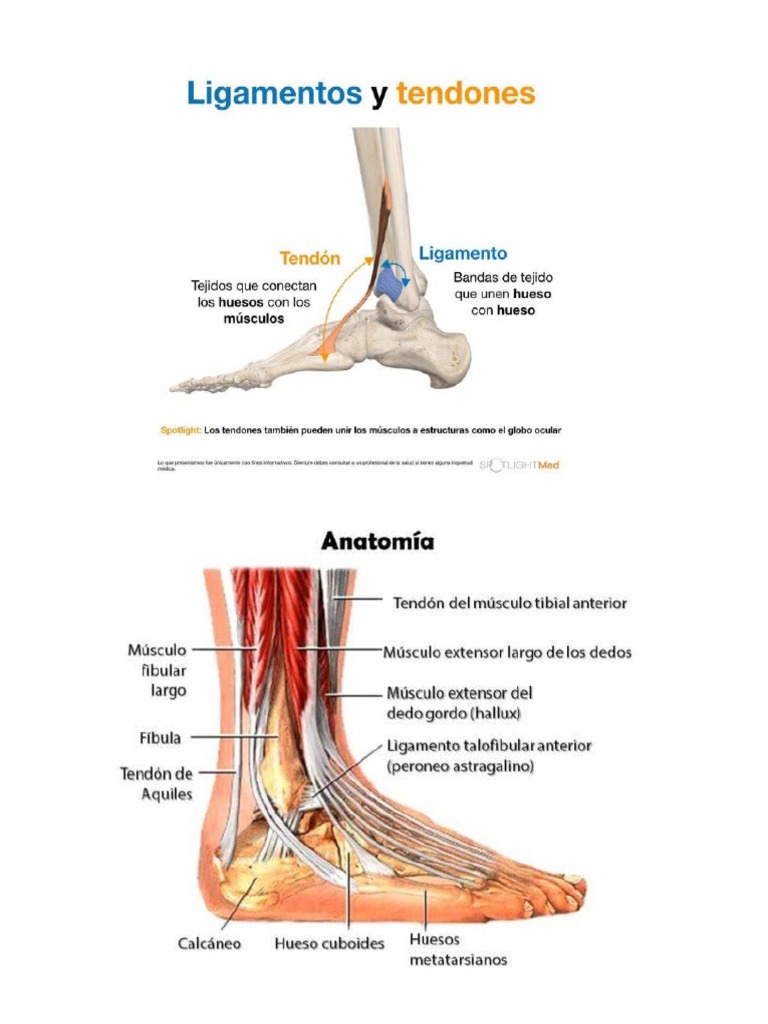 tendones-y-musculos-pie-pdf