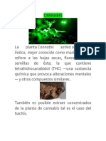 Índica, Mejor Conocida Como Marihuana, Se: Cannabis