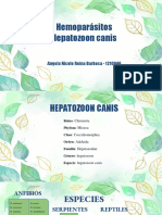Informe de Hemoparasitos - Presentacion