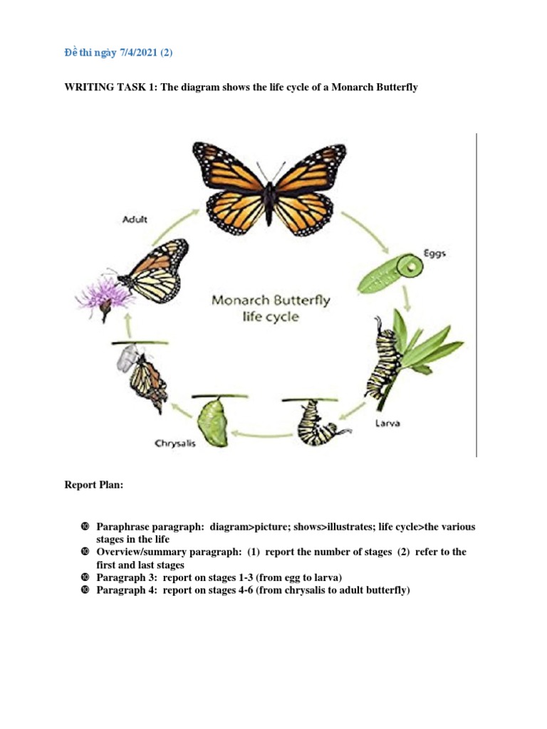 Task 1 - Butterfly | PDF