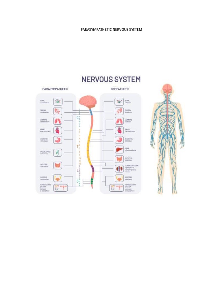 PARASYMPATHETIC NERVOUS SYSTEM PDF