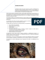 Conjuntivitis Infecciosa en Gatos