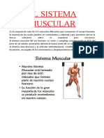 El Sistema Muscular