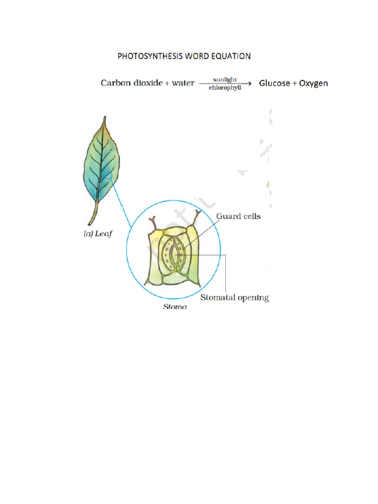 photosynthesis and role of stomata PDF