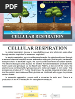 Cellular Respiration