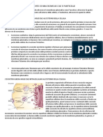 trasporto di macromolecole e particelle