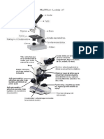 Microscopía Cotidiano