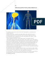 Anatomia Sistema Nervioso