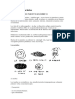 Guía sobre parásitos intestinales comunes