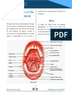 AbstracTOC. Anatomía de La Vía Aerea Superior