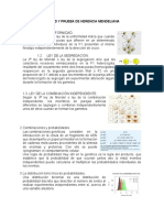 Probabilidad y Prueba de Herencia Mendeliana