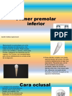 Primer Premolar Inferior