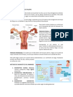 Regiones de Las Trompas de Falopio