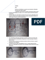 Membranas Fetales y Placenta