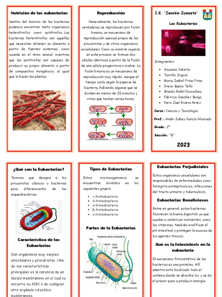 triptico celula eubacteria | PDF | Las bacterias | Biología Celular)
