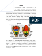 Anatomia de La Lengua