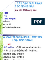 Cau Tao Giai Phau