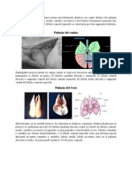 Pulmones Caninos