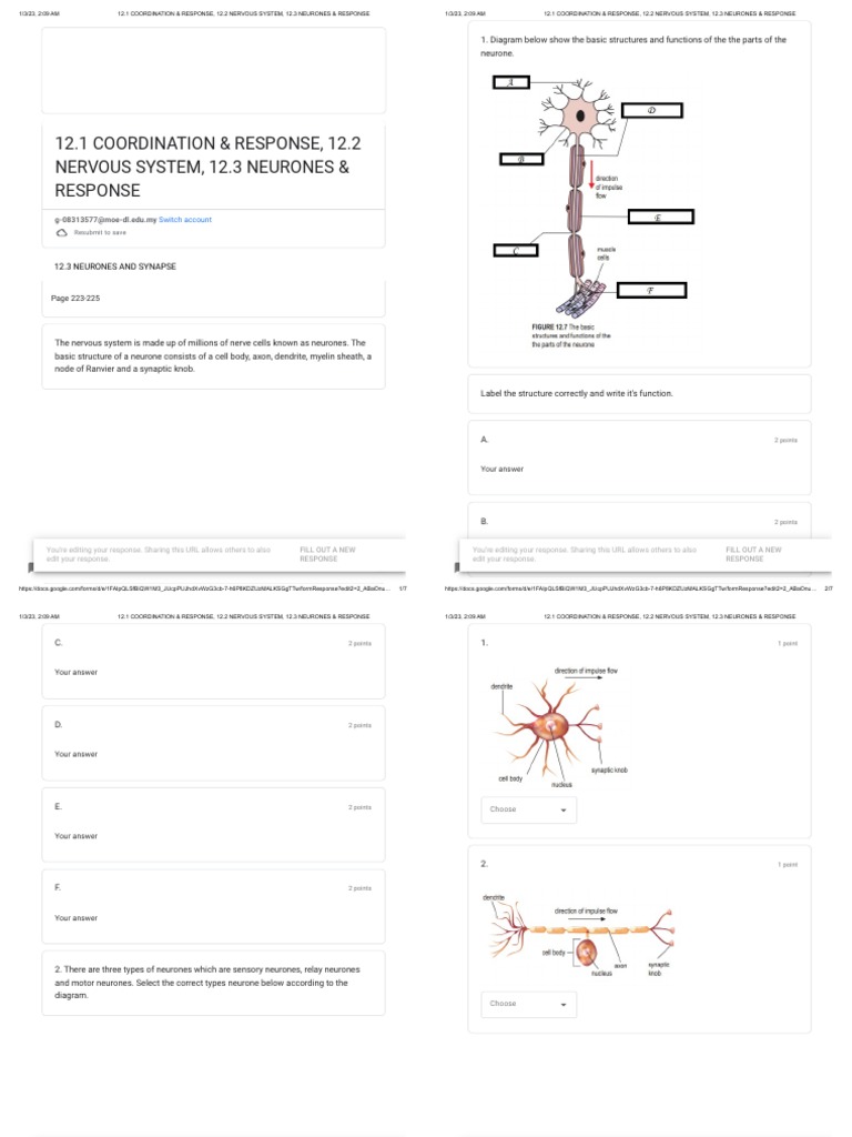 Neurones: Structure and Function Overview | PDF | Neuron | Chemical Synapse