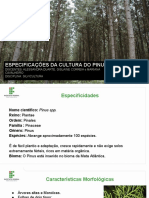 Pinus Spp.