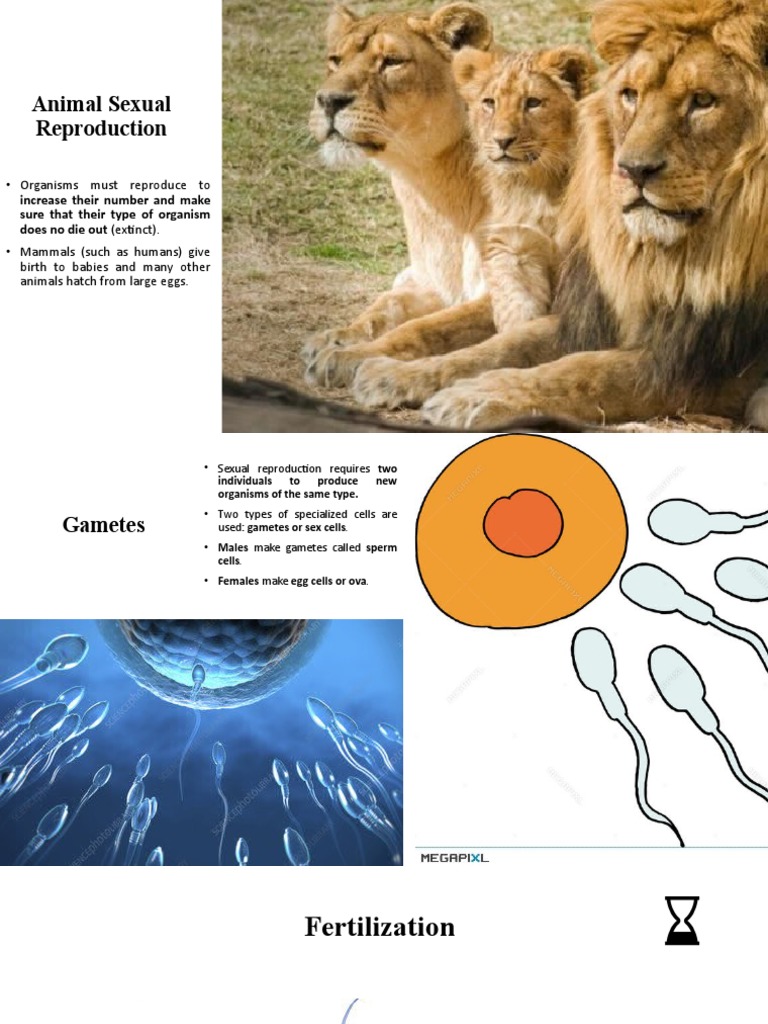 Animal Sexual Reproduction Explained | PDF | Fertilisation | Reproduction